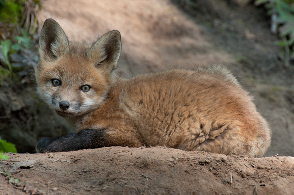 Red Fox kit at 8 1/2 weeks old.