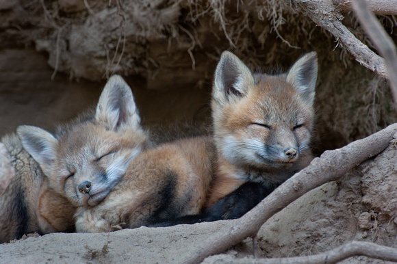Red Fox kits, napping