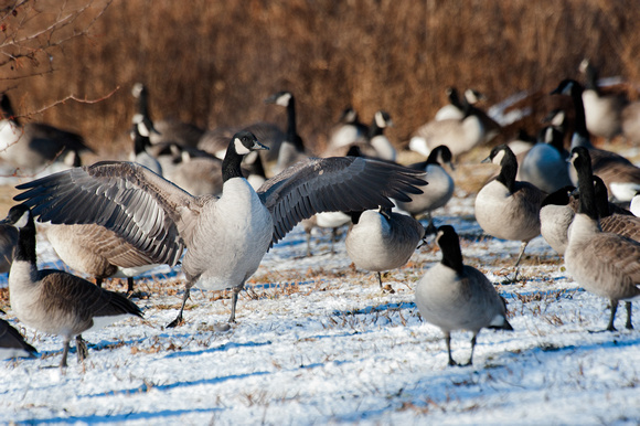 "The Flasher"...(Canada Goose, wing stretch)