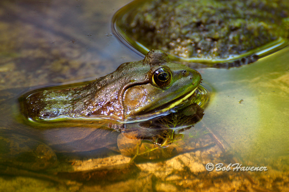 Bullfrog and mosquitoes