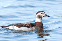 Long Tailed Duck, a.k.a. Oldsquaw
