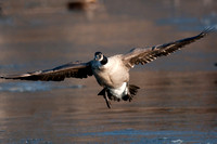 Canada Goose, on approach