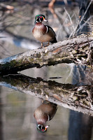 Wood Duck, reflection