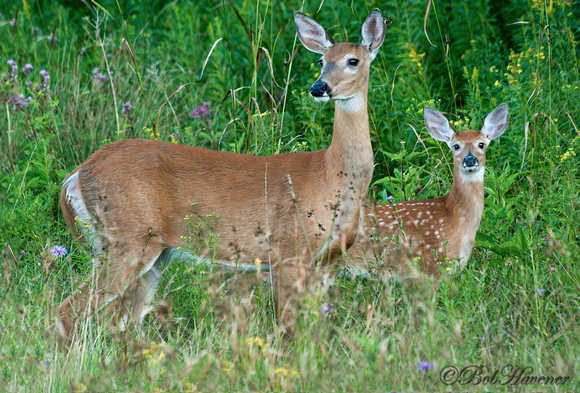 Whitetail doe and fawn