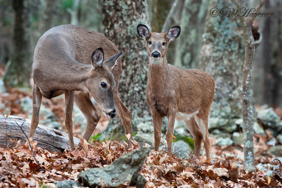 Whitetail doe and yearling fawn