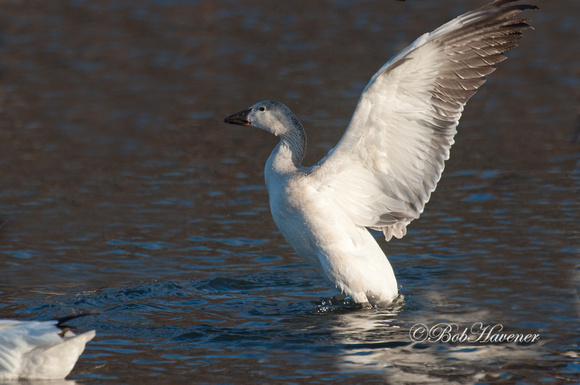 Immature Snow Goose, flapping