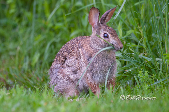 Browsing cottontail