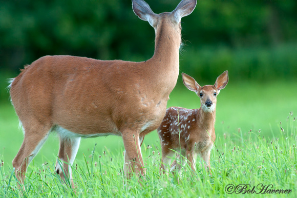 Whitetail Doe and fawn