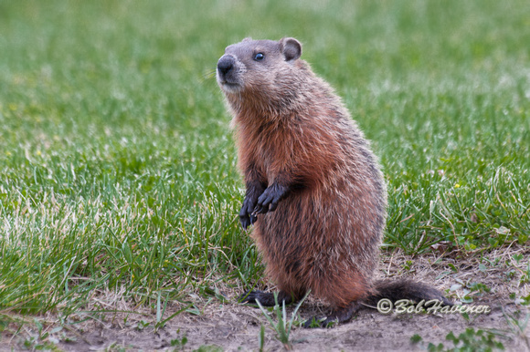 Young woodchuck