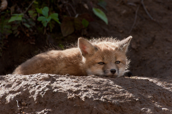 Red fox kit, afternoon snooze