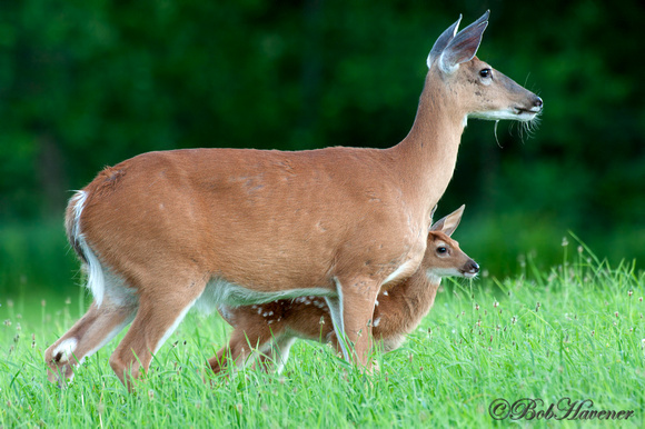 Whitetail Doe and fawn