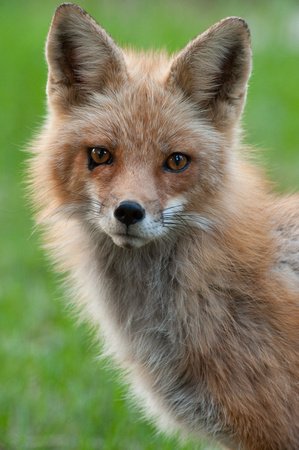 Male red fox