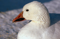 Snow goose, portrait
