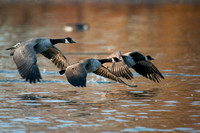 Canada geese, flight