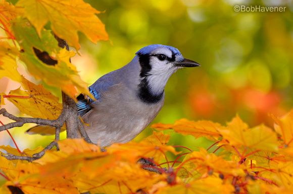 Blue jay in Autumn Maple