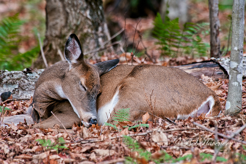 Bob Havener Photography Whitetail Deer Sleeping Doe