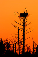 Osprey Sunset