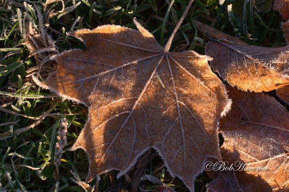 Late October Frost