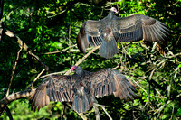 Turkey Vultures, immature on top