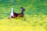 Running Whitetail in mustard field