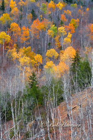 Late fall color, Keene Valley