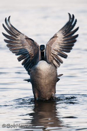Canada Goose, flapping