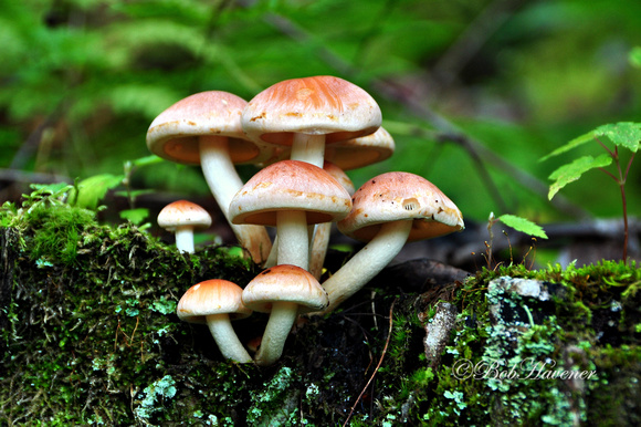 Brick top mushrooms