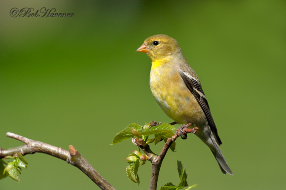 Goldfinch, female