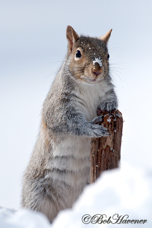 Gray Squirrel, senior portrait...:-)