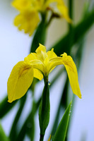Wild Yellow Iris