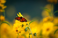 Monarch butterfly on Jerusalem artichoke