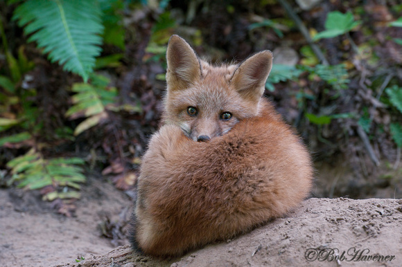Red fox kit