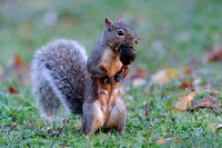 Gray Squirrel with black walnut