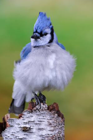 Blue jay, fluffing its feathers