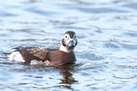 Long Tailed Duck, a.k.a. Oldsquaw