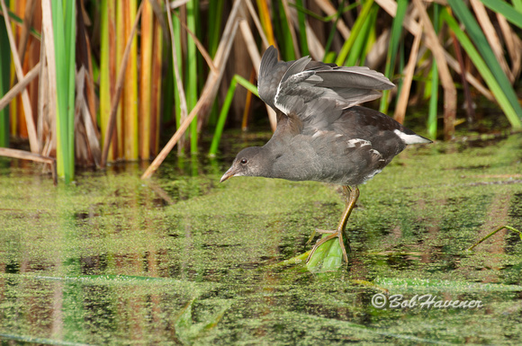 Common Moorhen, immature, wing stretch