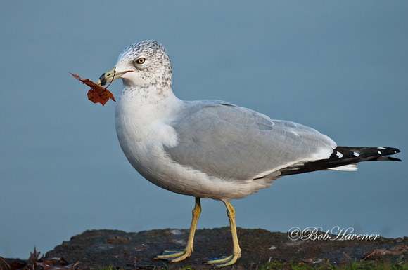 Ring Billed Gull with maple leaf