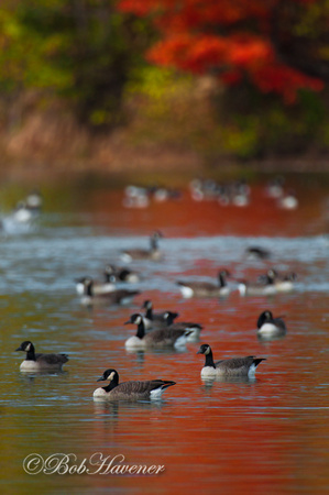 Canada geese and autumn maple, reflection