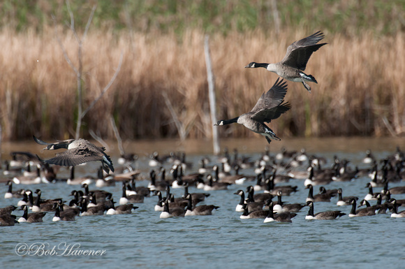 Canada geese, landing