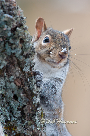 Gray Squirrel, portrait