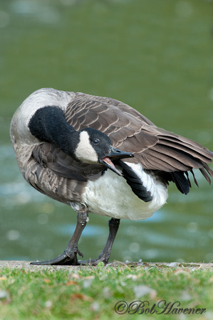 Canada Goose, preening