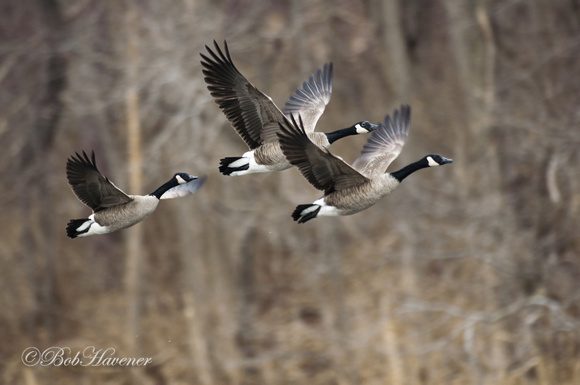 Canada Geese, flight