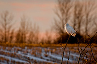 Snowy Owl, late afternoon light