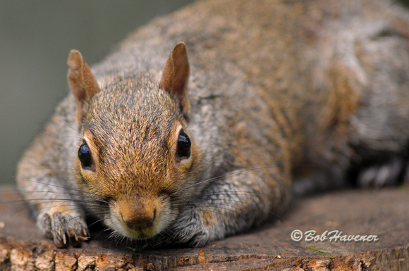 Gray Squirrel, portrait