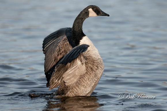 Canada Goose, flapping