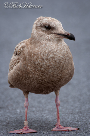 Herring Gull, immature, leg band