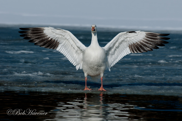 Snow Goose, wing stretch