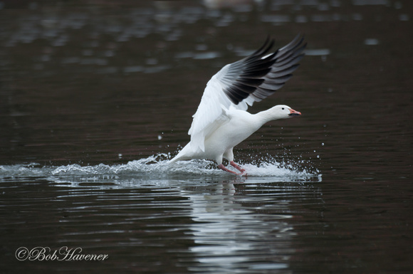 Snow Goose, landing