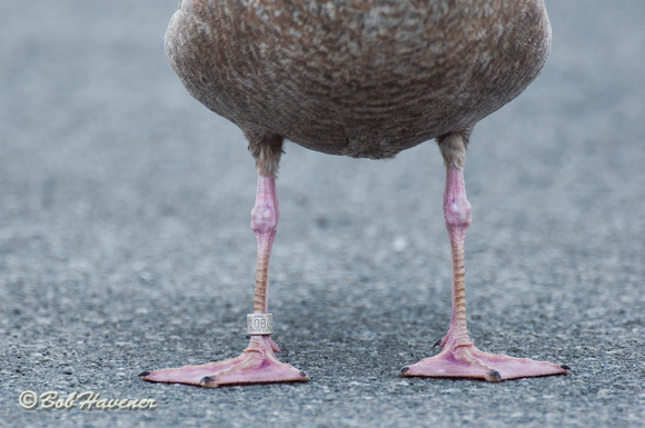Herring Gull, immature, leg band close up