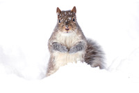 Gray squirrel, winter